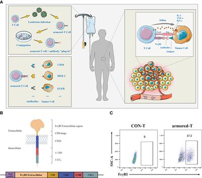 Broadening anticancer spectrum by preprocessing and treatment of T- lymphocytes expressed FcγRI and monoclonal antibodies for refractory cancers